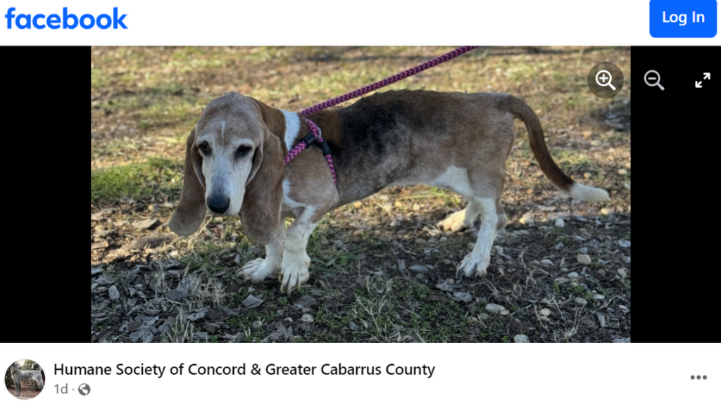 'Hero' the Bassett Hound