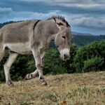 Rescue Efforts in NC: Mules, Horses and Donkeys to the Rescue