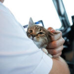 Flight Rules: Falling in Love with Transport Kitties Will Be Allowed