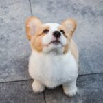 Manganese Toxicity: a real danger for pets