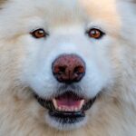 WhistleBlowers in Animal Control