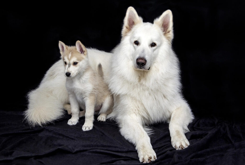 When is the right time to spay or neuter?