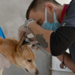 Ear Infection Primer