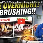 Oral Health and Your Pets